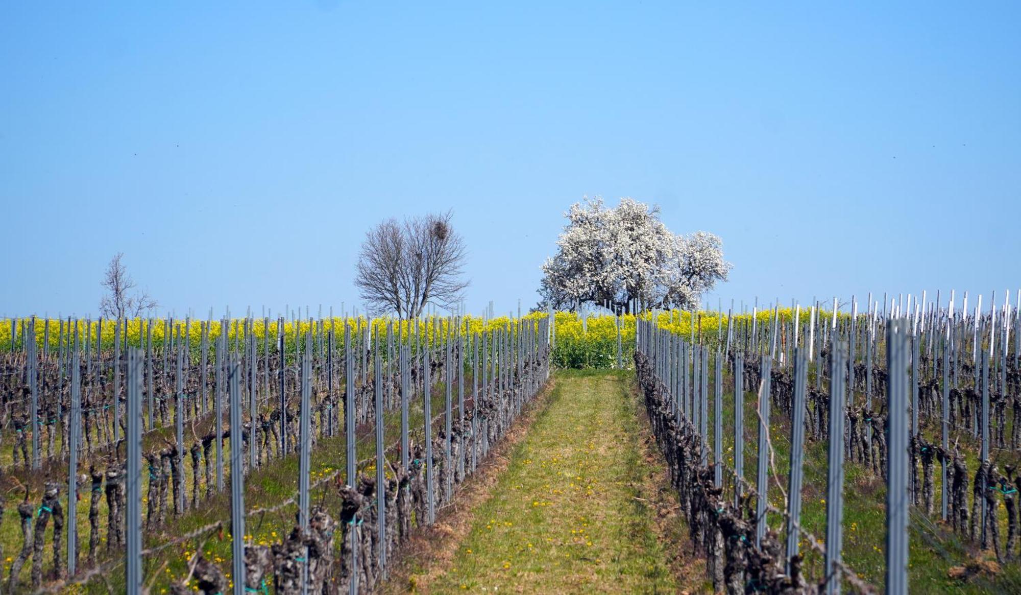 Les Franqueses del Vallès Mas Can Calet Aparthotel מראה חיצוני תמונה